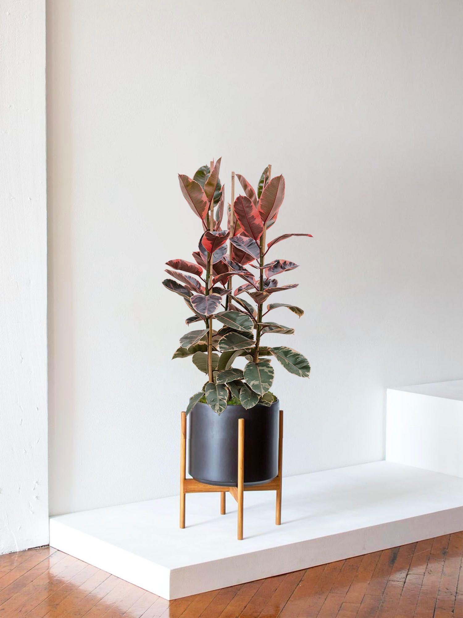 Ficus Elastica Belize