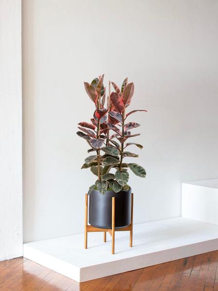 Ficus Elastica Belize