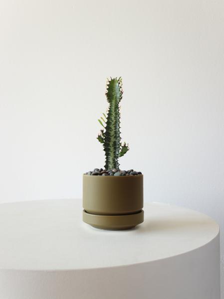 Euphorbia Trigona