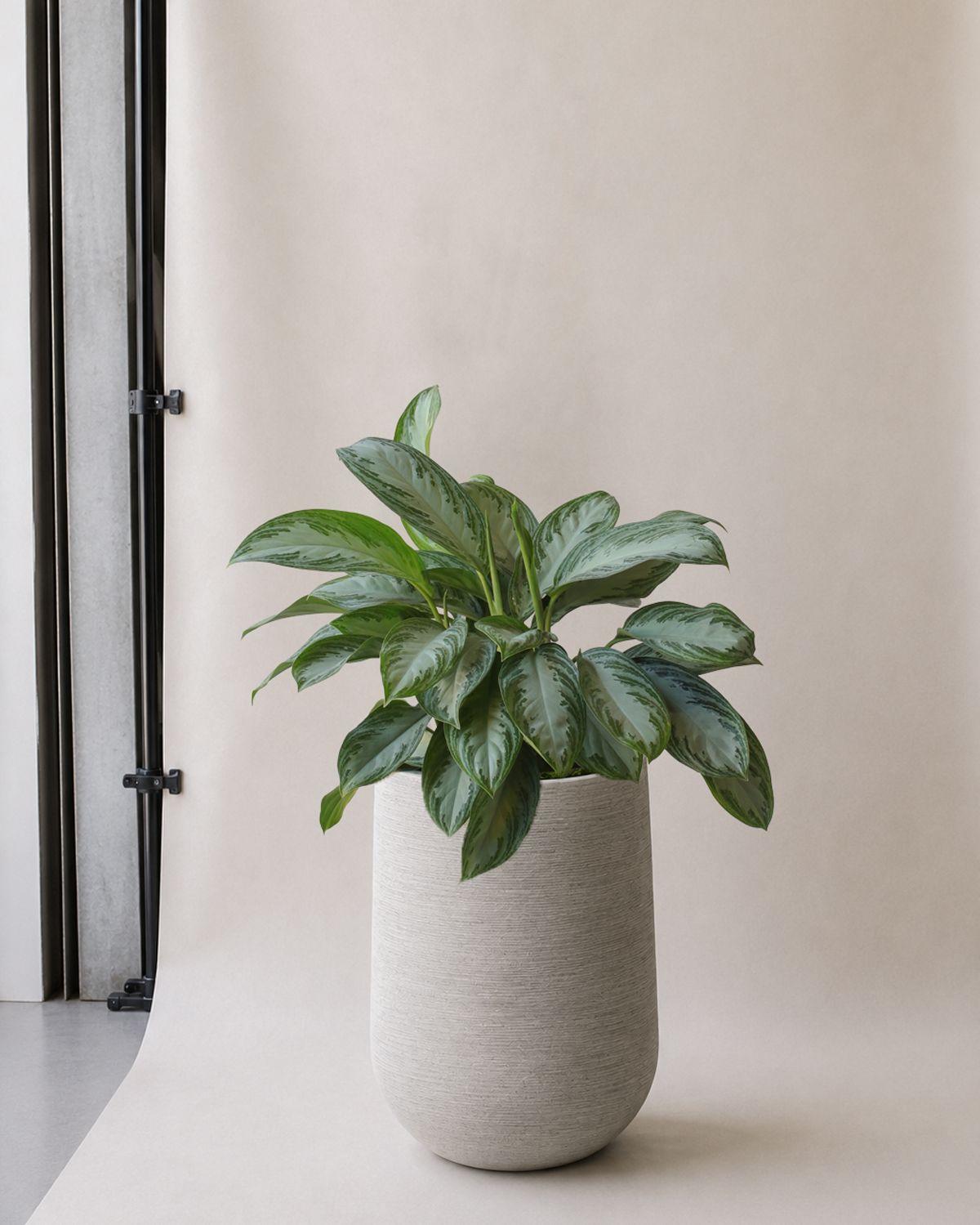 Silver Evergreen in Dune Pilat Pot