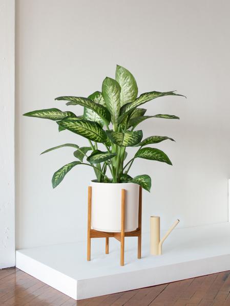Dieffenbachia