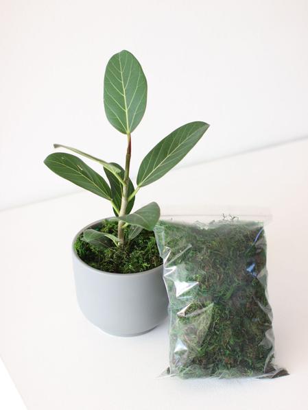 Preserved Forest Moss with Ficus Audrey