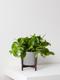 Cascading Pothos