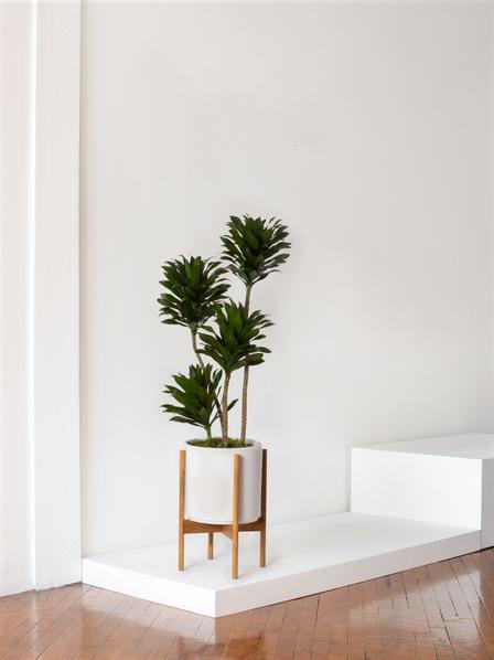 Dracaena Compacta