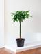 Braided Money Tree