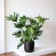 Hope Philodendron