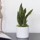 Snake Plant Laurentii