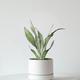 Moonshine Snake Plant