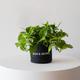 Cascading Pothos
