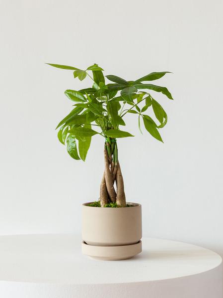 Braided Money Tree