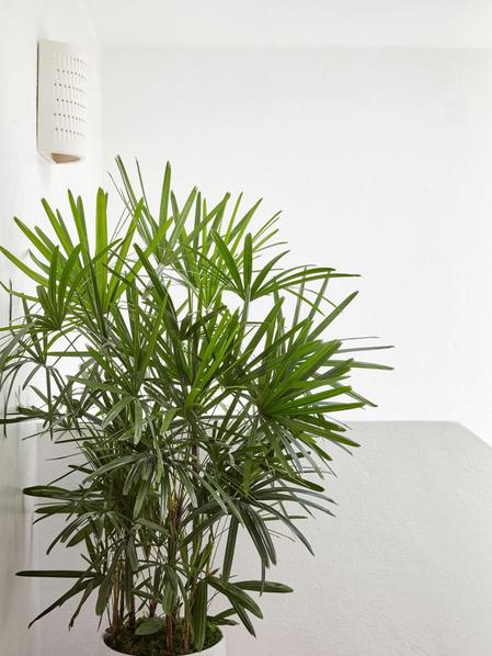 Lady Palm