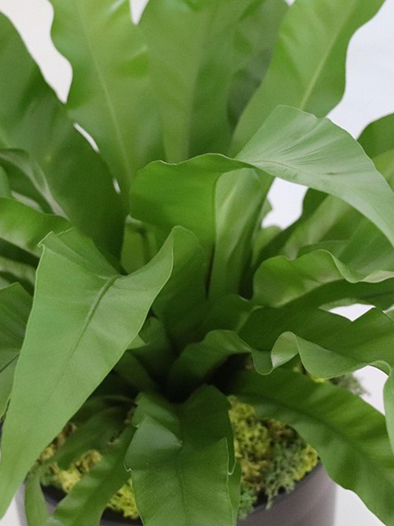 Fougère nid d'oiseau