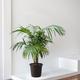 Kentia Palm