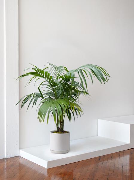 Kentia Palm