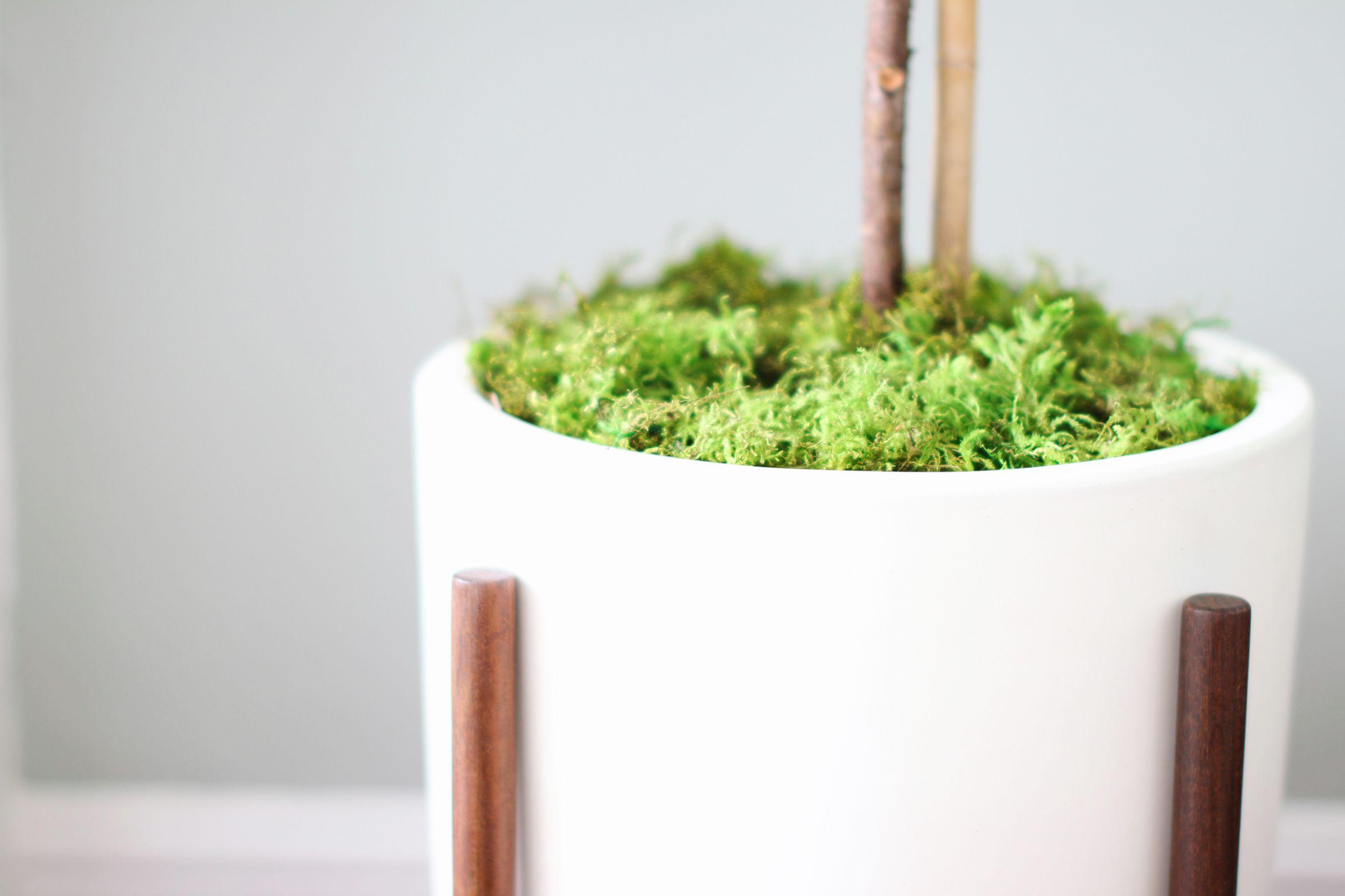 Preserved Forest Moss