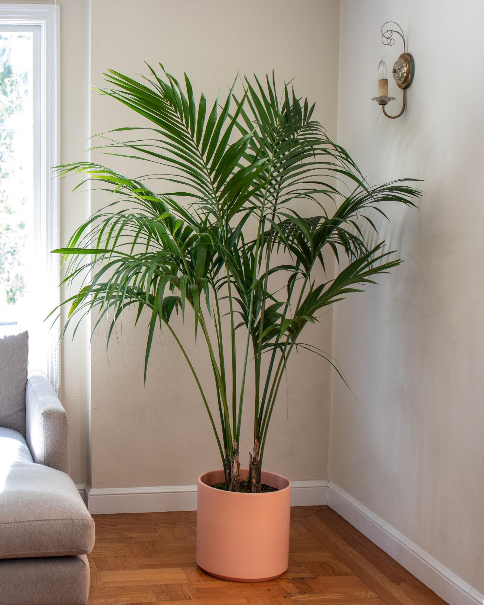 Kentia Palm
