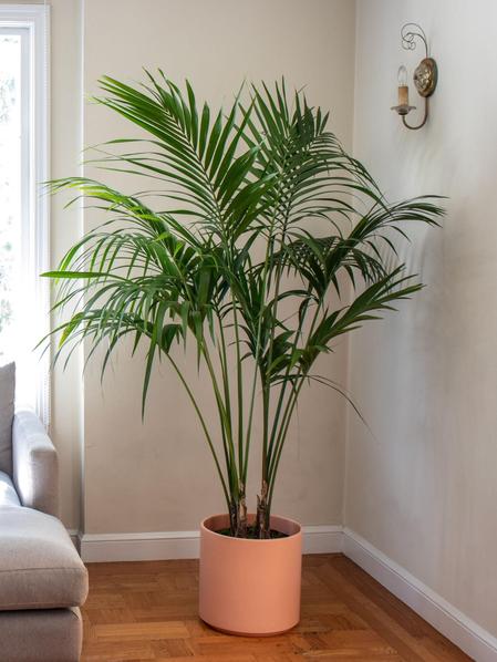 Kentia Palm