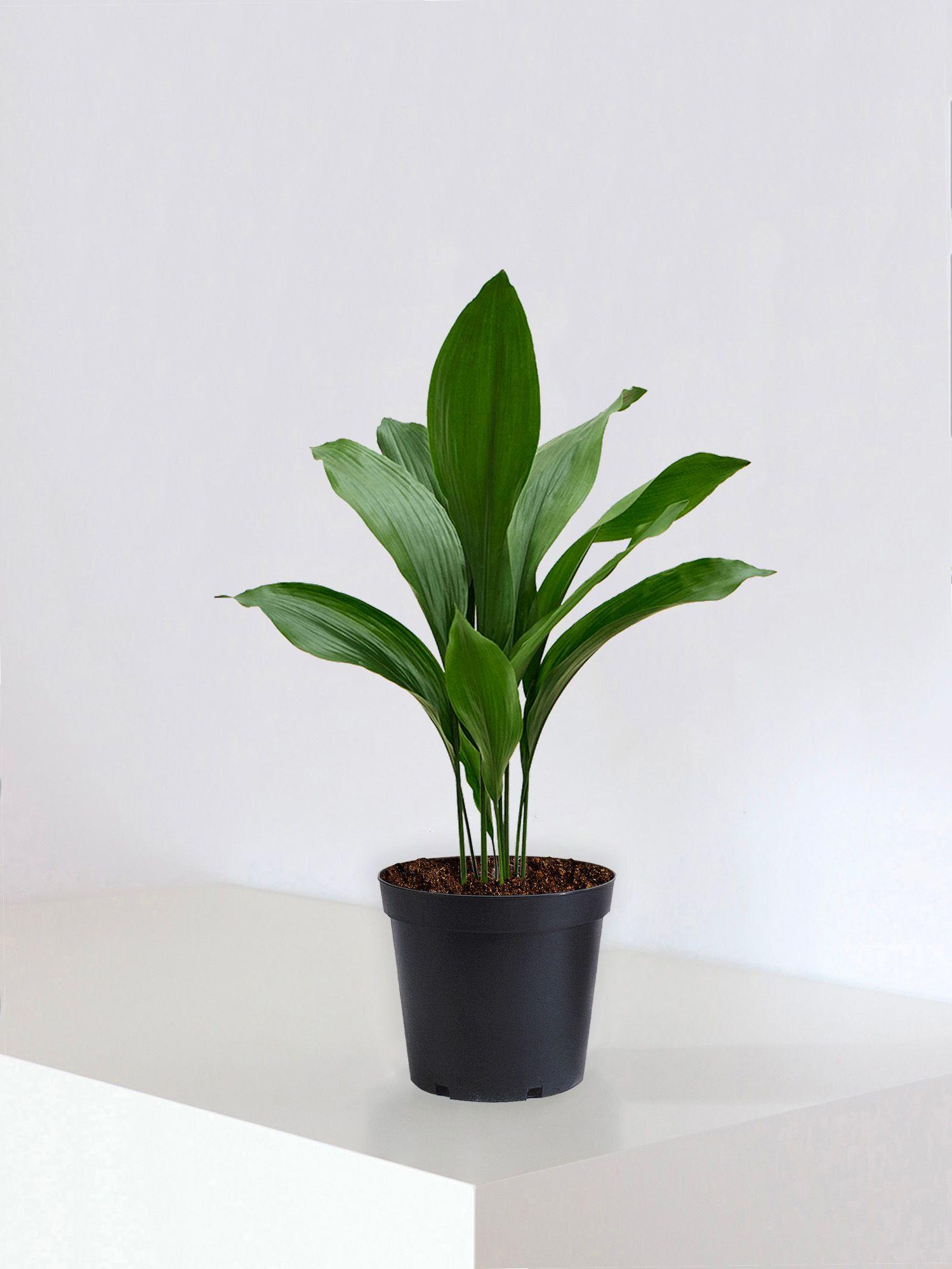 Schusterpalme Medium (70cm) | Lon & George