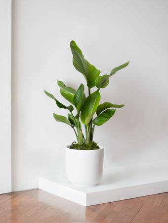 indoor plants picture