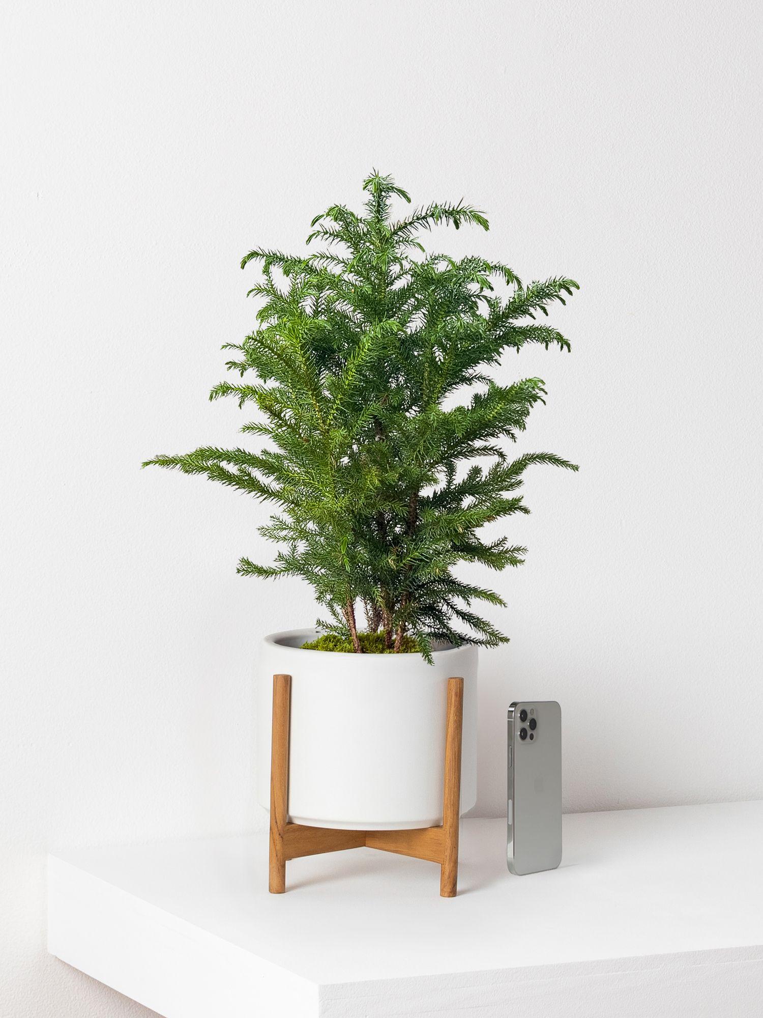 Norfolk Island Pine