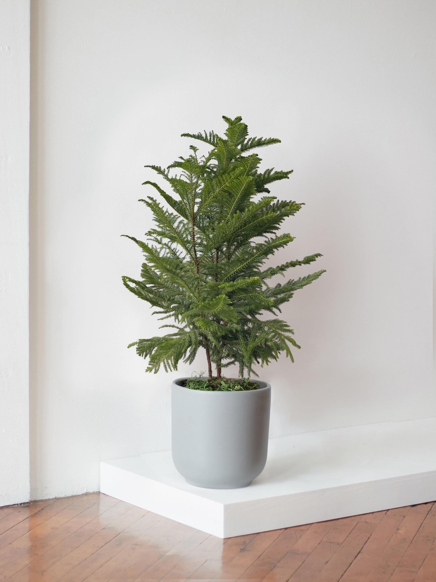 Norfolk Island Pine