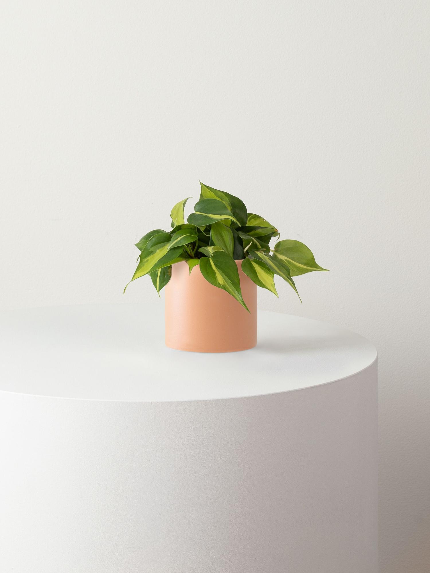Philodendron Brasil - Coral Ceramic