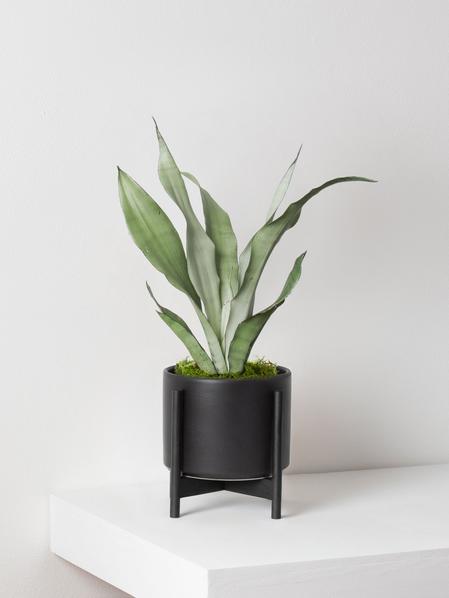 Moonshine Snake Plant