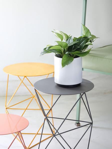 Jade Pothos