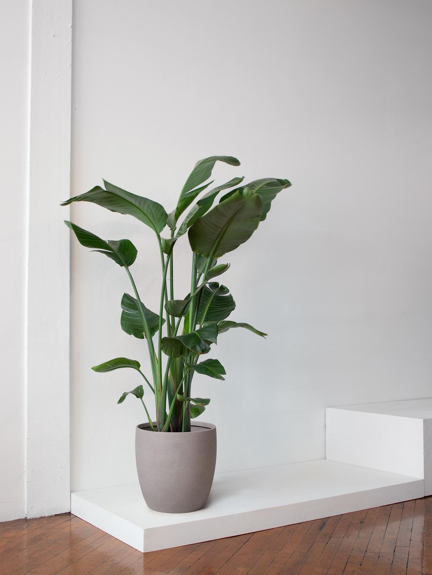 bird-of-paradise-extra-large-