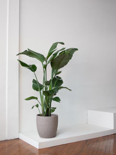 Bird of Paradise