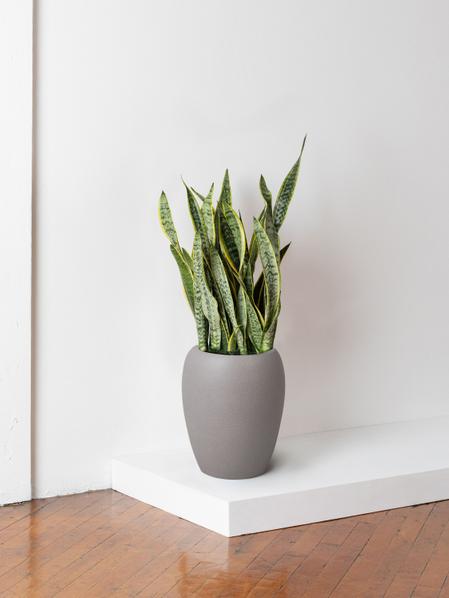 Snake Plant Laurentii
