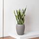 Snake Plant Laurentii