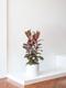 Pink Rubber Tree