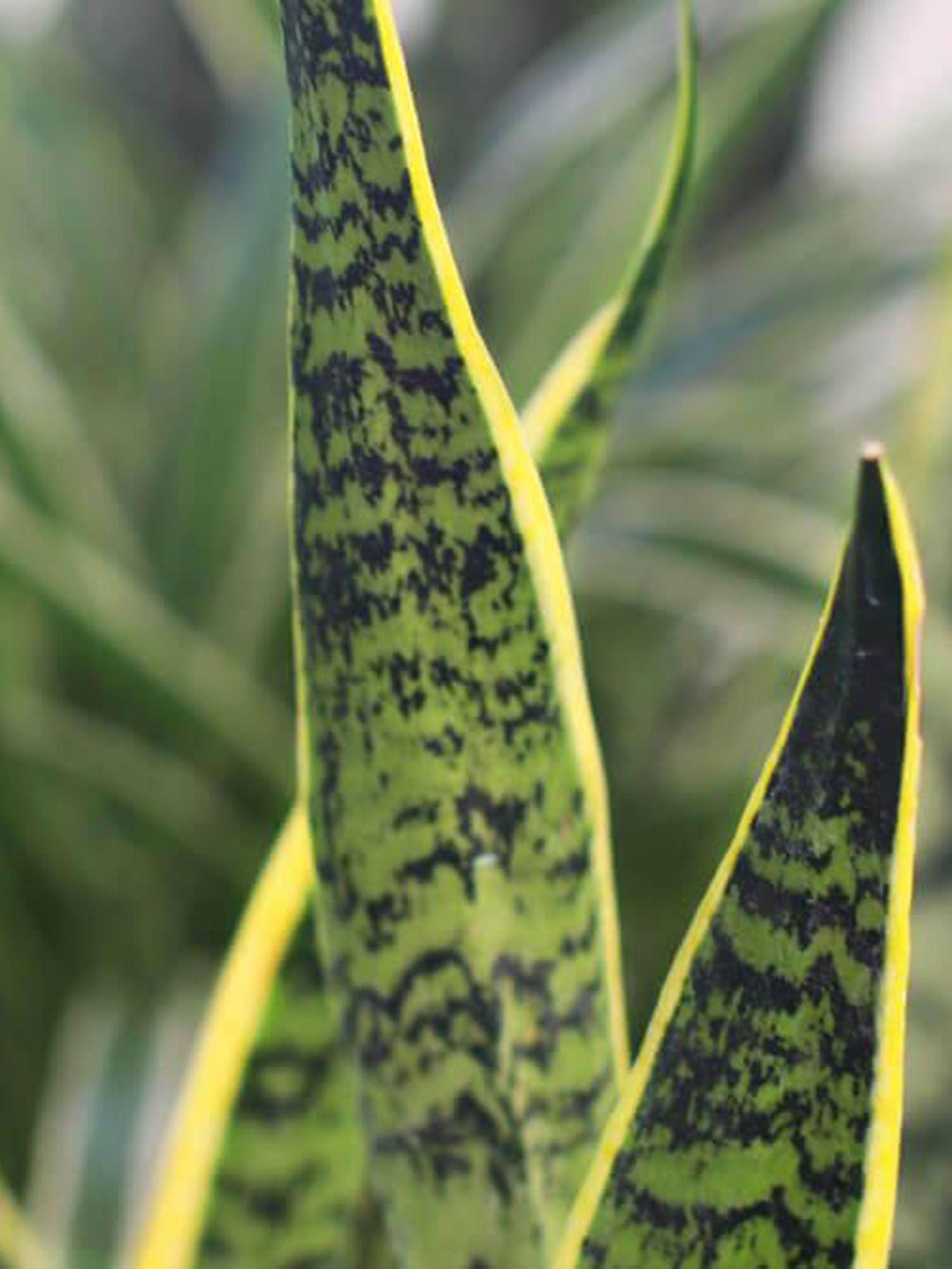 Sansevieria Laurentii