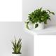 Pothos & Snake Duo
