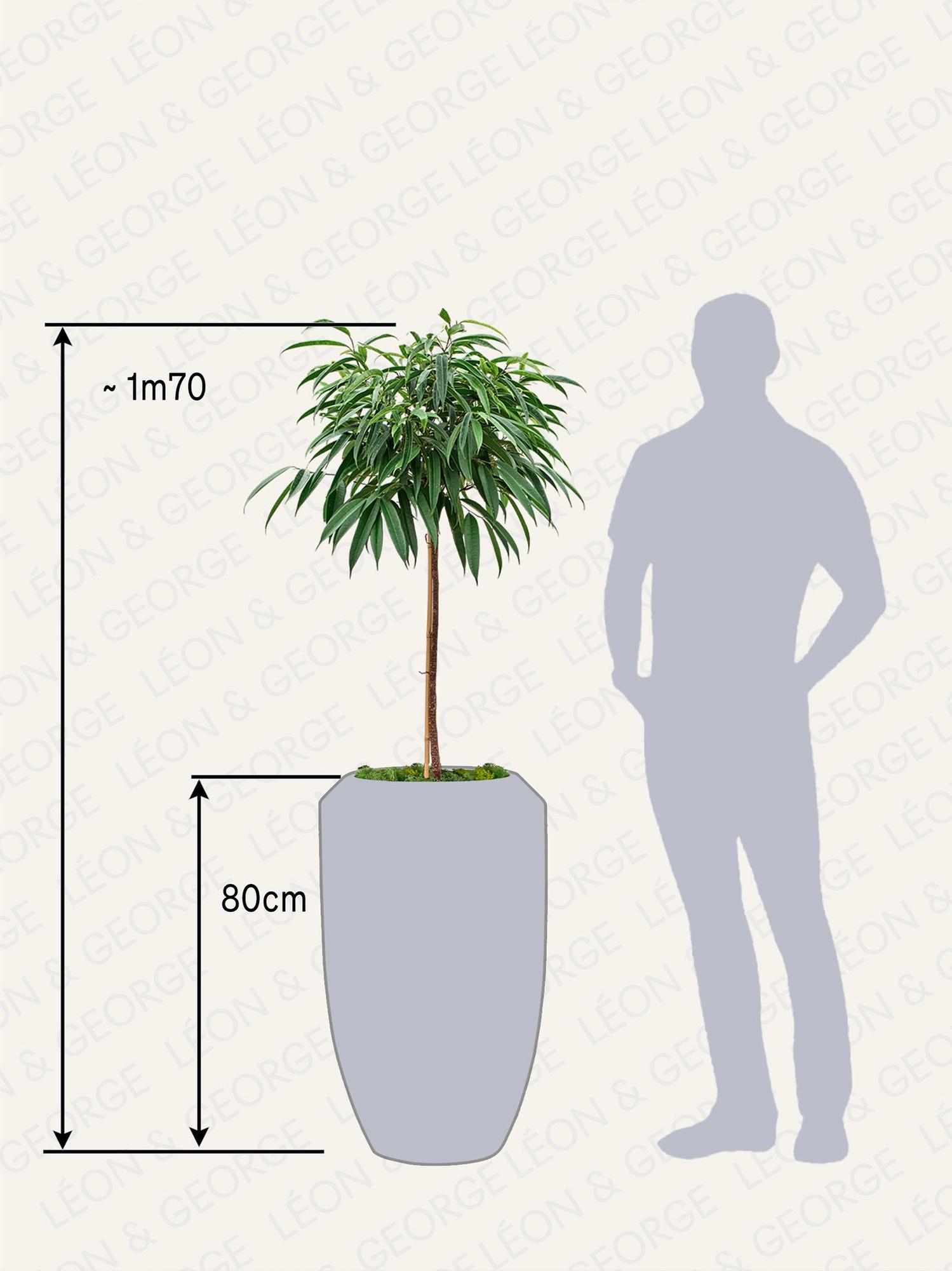Arbre Ficus Alii (Copy)