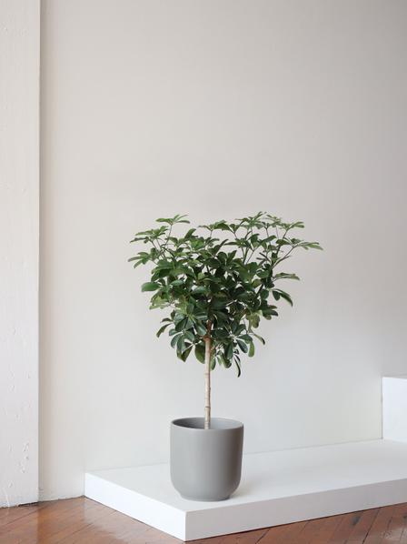 Schefflera Tree - Nouvelle