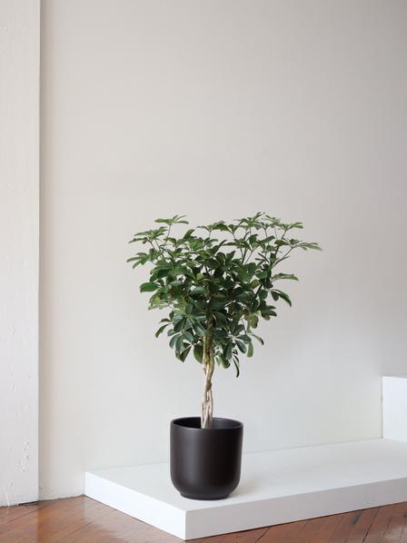 Braided Schefflera Tree - Nouvelle
