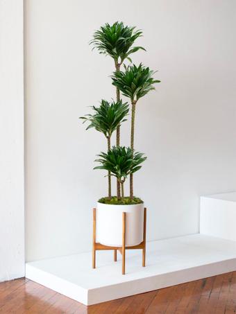 indoor plants picture