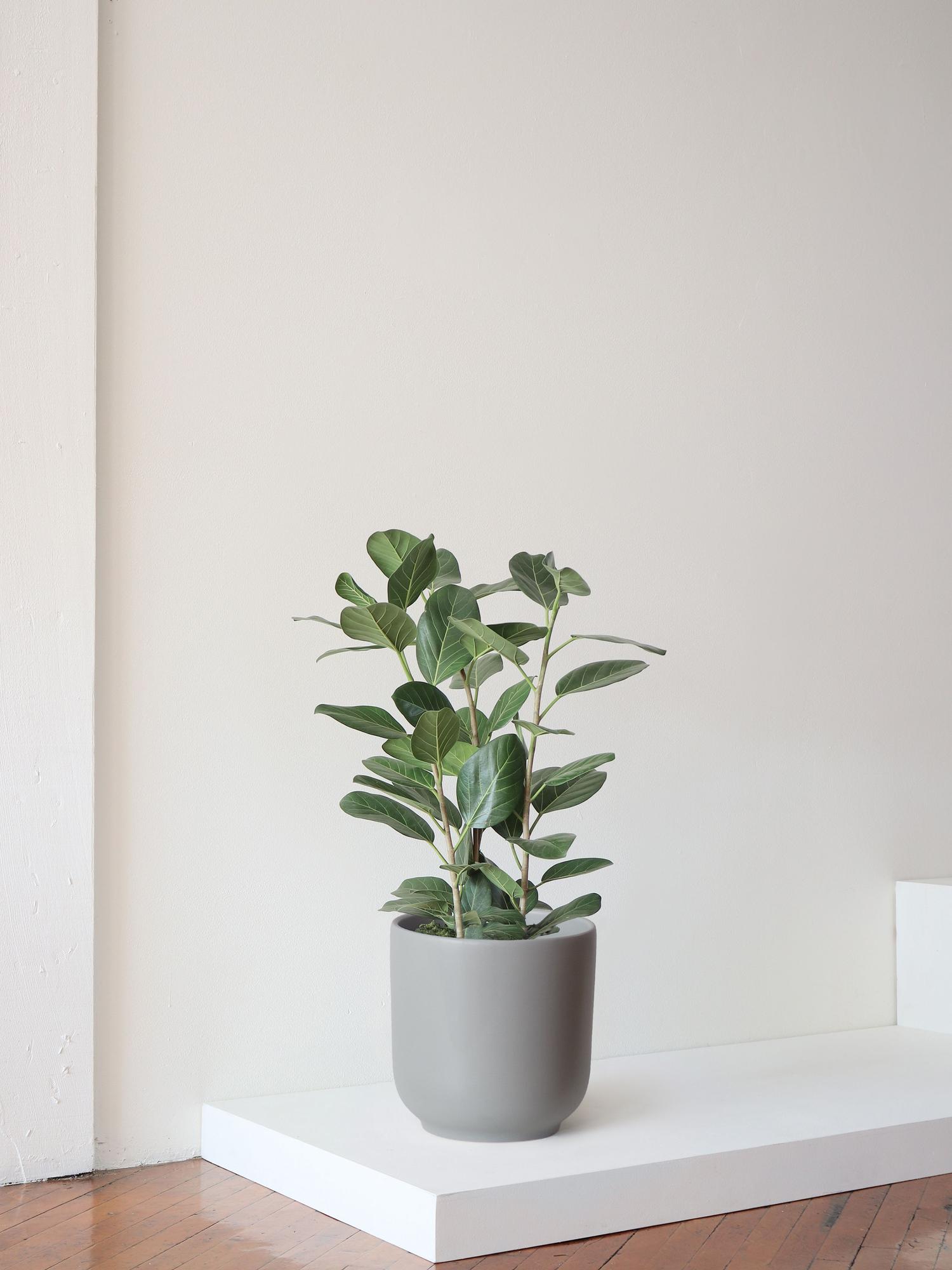 Ficus Audrey
