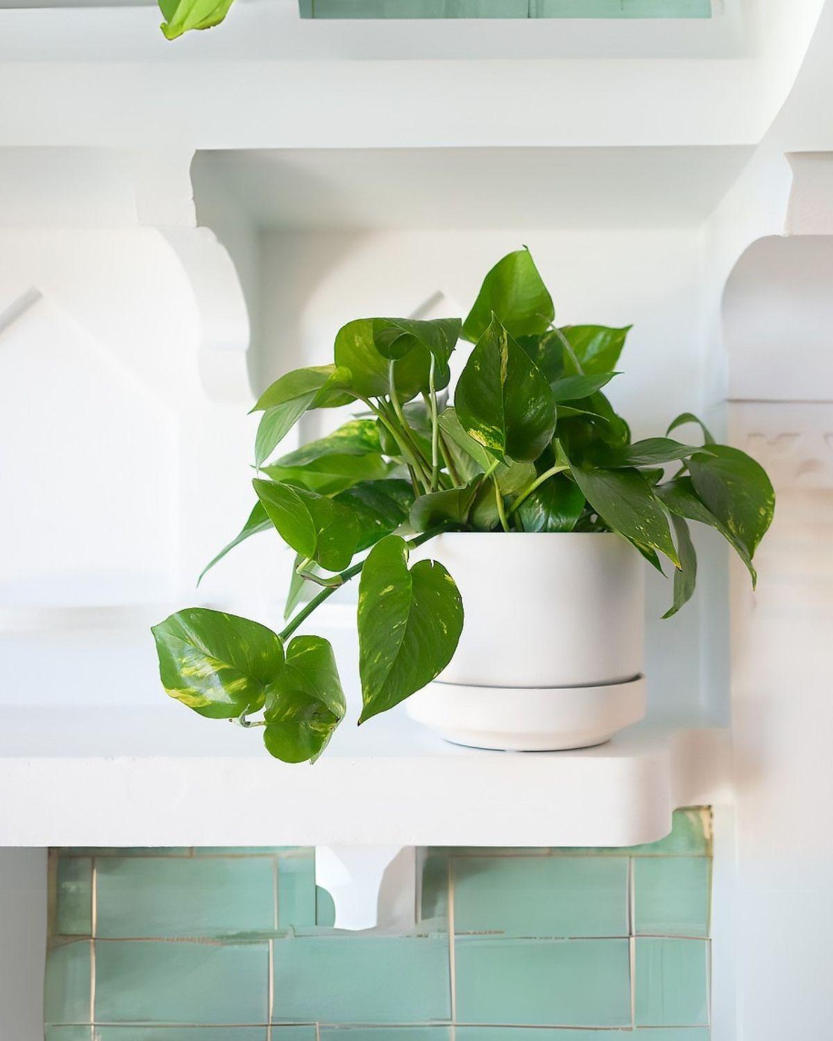 Cascading Pothos