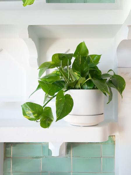 Cascading Pothos
