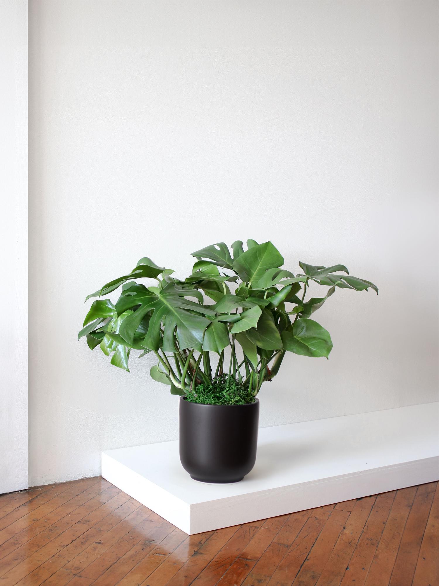 Nouvelle Bell - The Ten