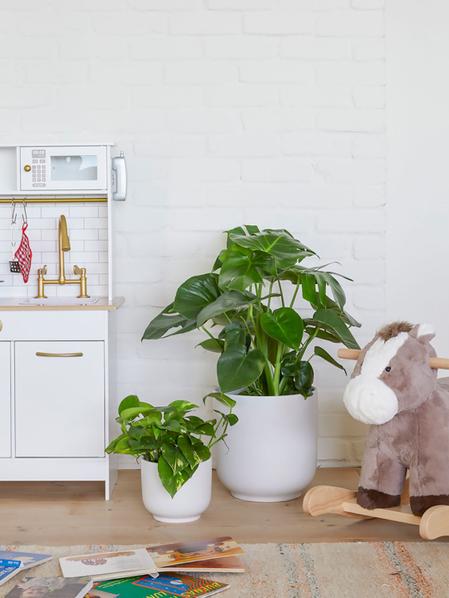 Cascading Pothos
