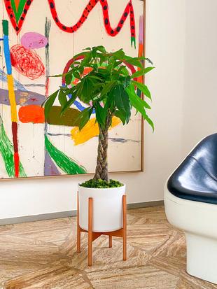 Une plante légendaire qui purifie l'air