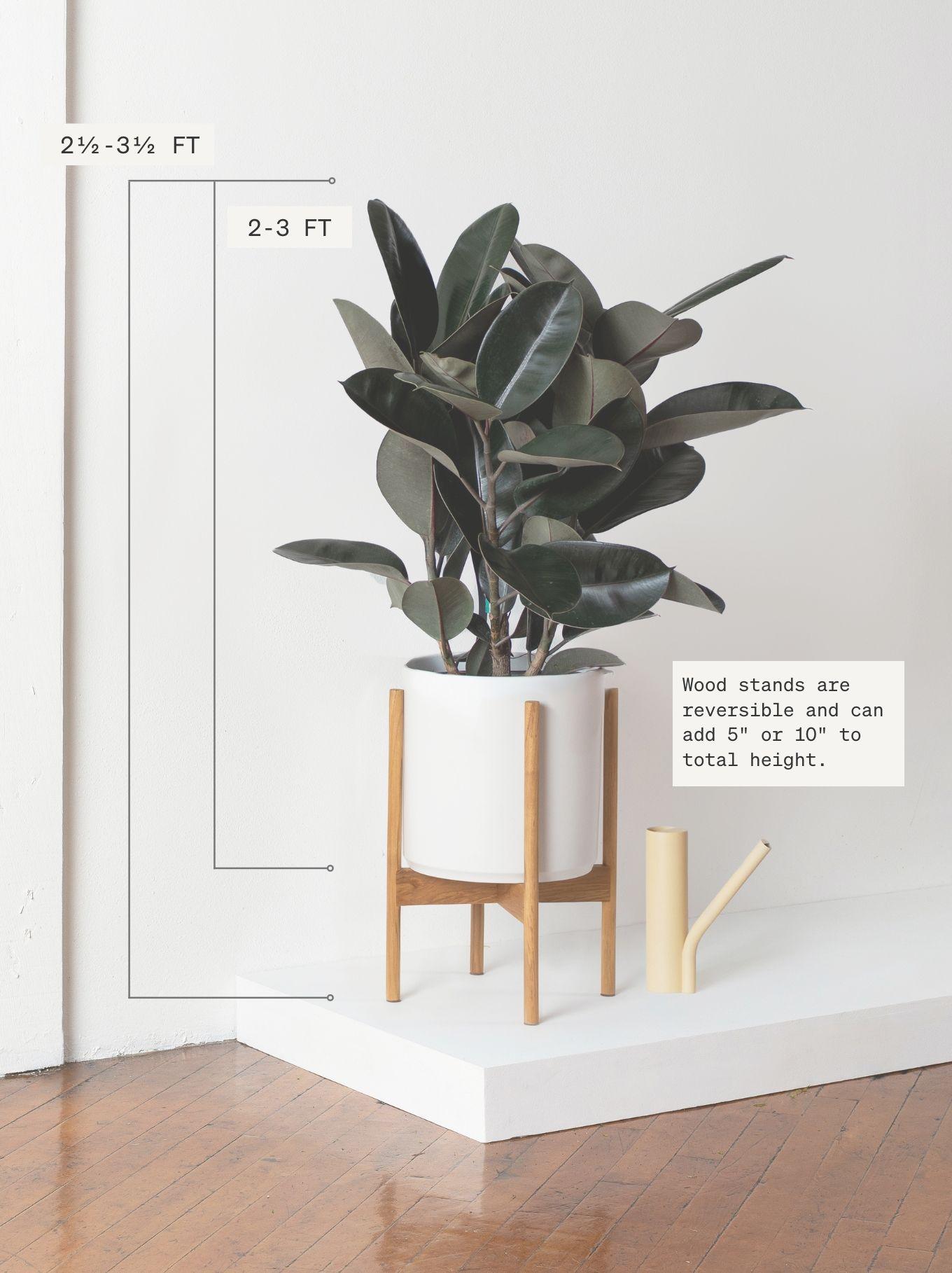 Rubber Tree Large (2 – 3 ft tall) + Mid-Century Pot | Léon & George