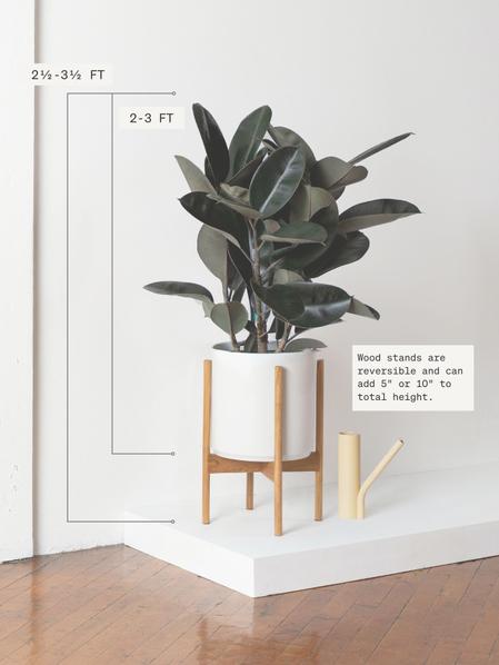 Rubber Tree