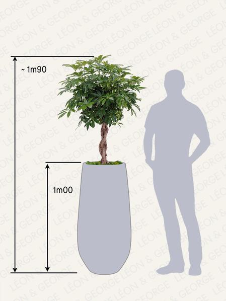 Arbre Schefflera