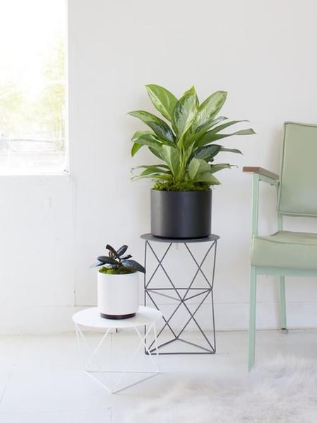 Silver Evergreen