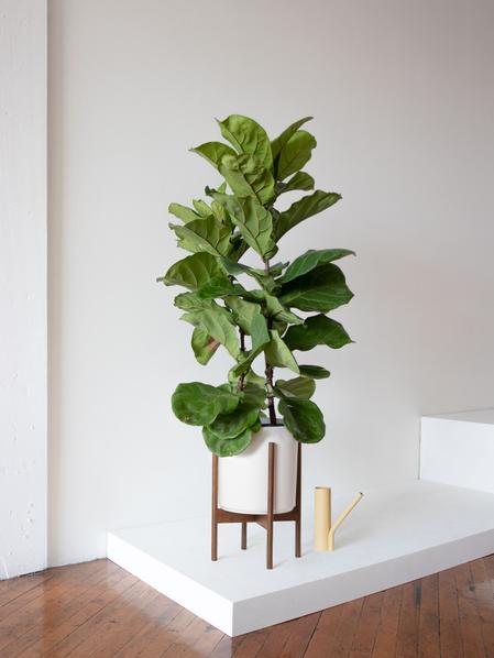 Fiddle Leaf Fig Bush